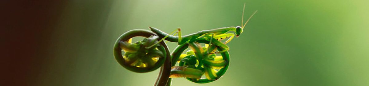 A Grasshoppers Blog